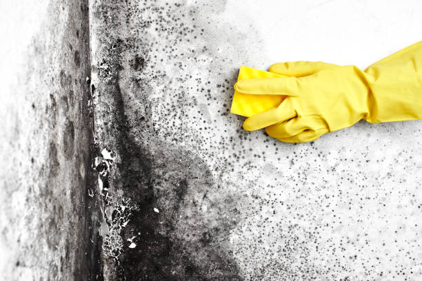 Best Industrial Mold Remediation in San Leon, TX
