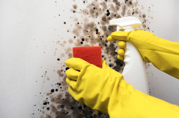 Best White Mold Remediation in San Leon, TX