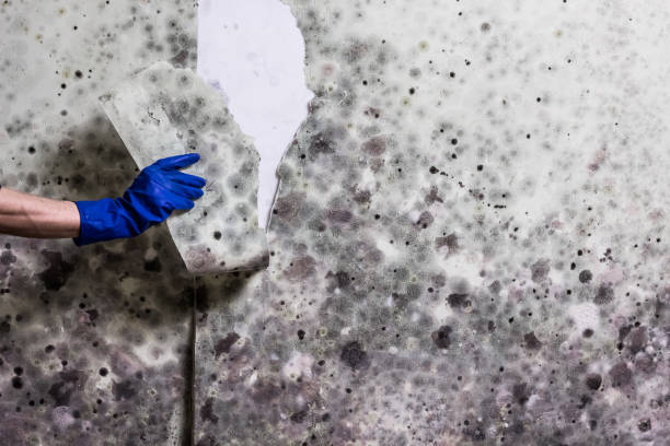 San Leon, TX Mold Remediation Company