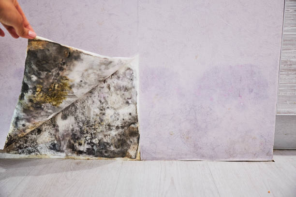 Best Commercial Mold Remediation in San Leon, TX